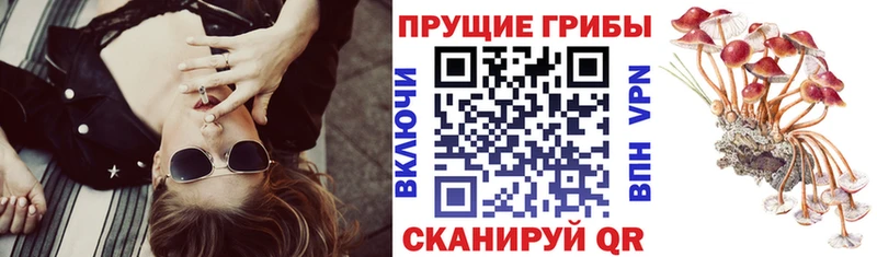 Галлюциногенные грибы Psilocybine cubensis  гидра как войти  Кумертау 